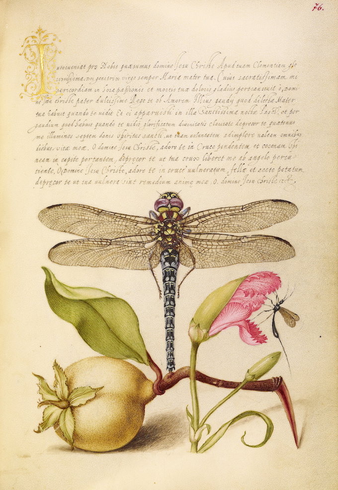 An illuminated calligraphy page with a dragonfly, pomegranate, flower, and small insects